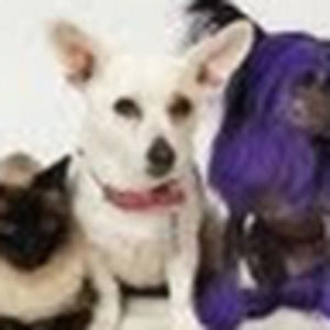 Meet your Posher, Tamara